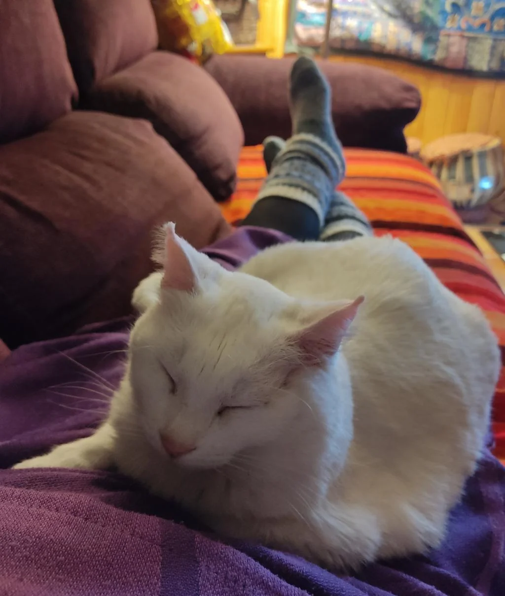 InTravel - House sitting – mitä se on? InTravel - 1650287465317