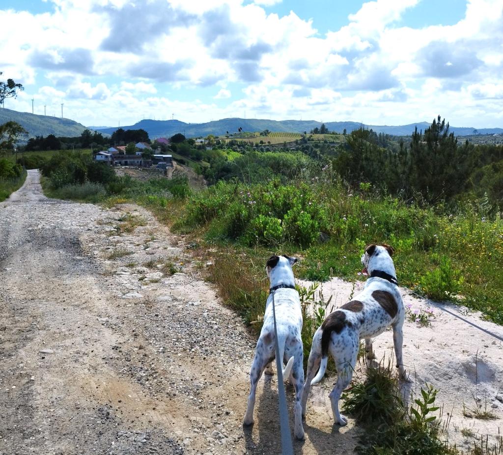 Koiralenkillä maalaismaisemissa Portugalissa | Road trip Portugalissa: Rannikkomaisemia, Tomar ja Coimbra | InTravel