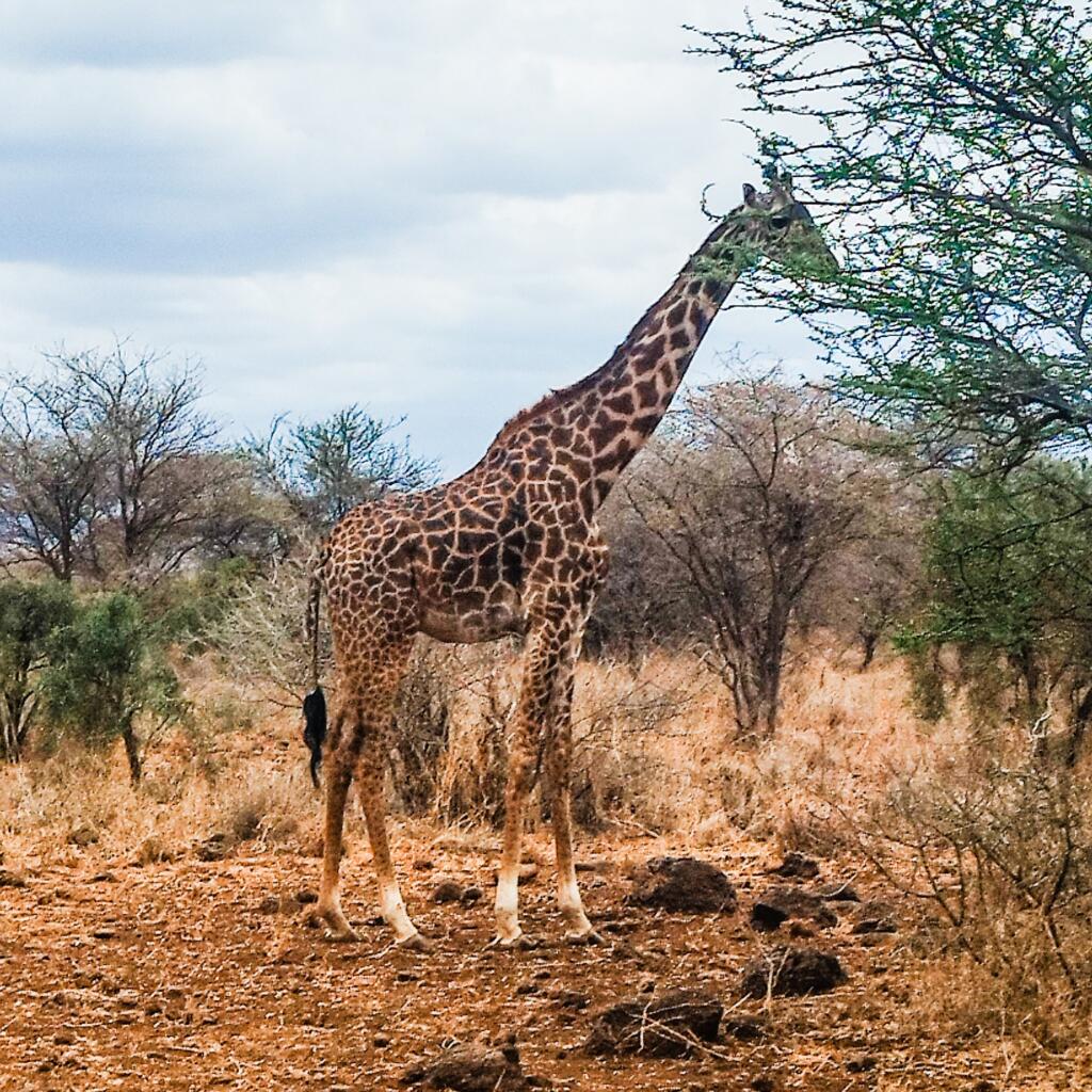 Masai-kirahvi | Amboseli National Park Kenya | InTravel