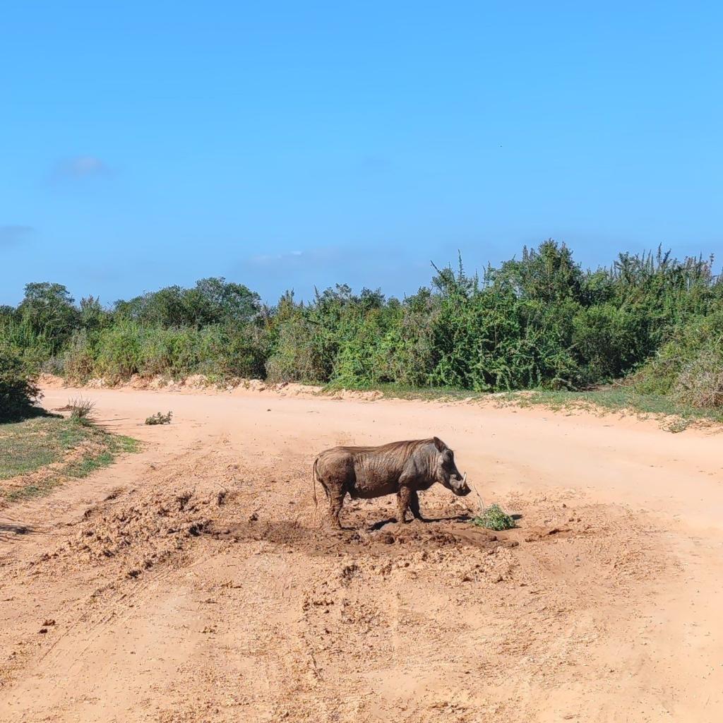 InTravel - Norsusafari Addon kansallispuistossa Etelä-Afrikassa Pahkasika | Norsusafarilla Addossa | Addon kansallispuisto | Etelä-Afrikka | InTravel blogi