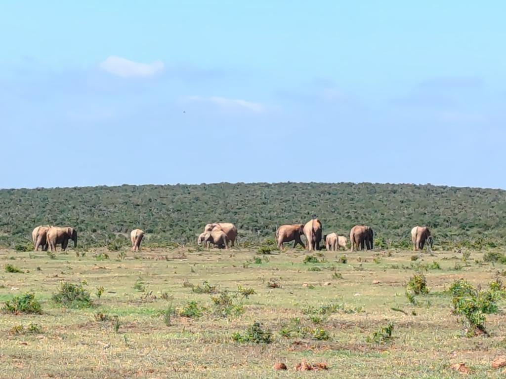 InTravel - Norsusafari Addon kansallispuistossa Etelä-Afrikassa Norsusafarilla Addossa | Addon kansallispuisto | Etelä-Afrikka | InTravel blogi