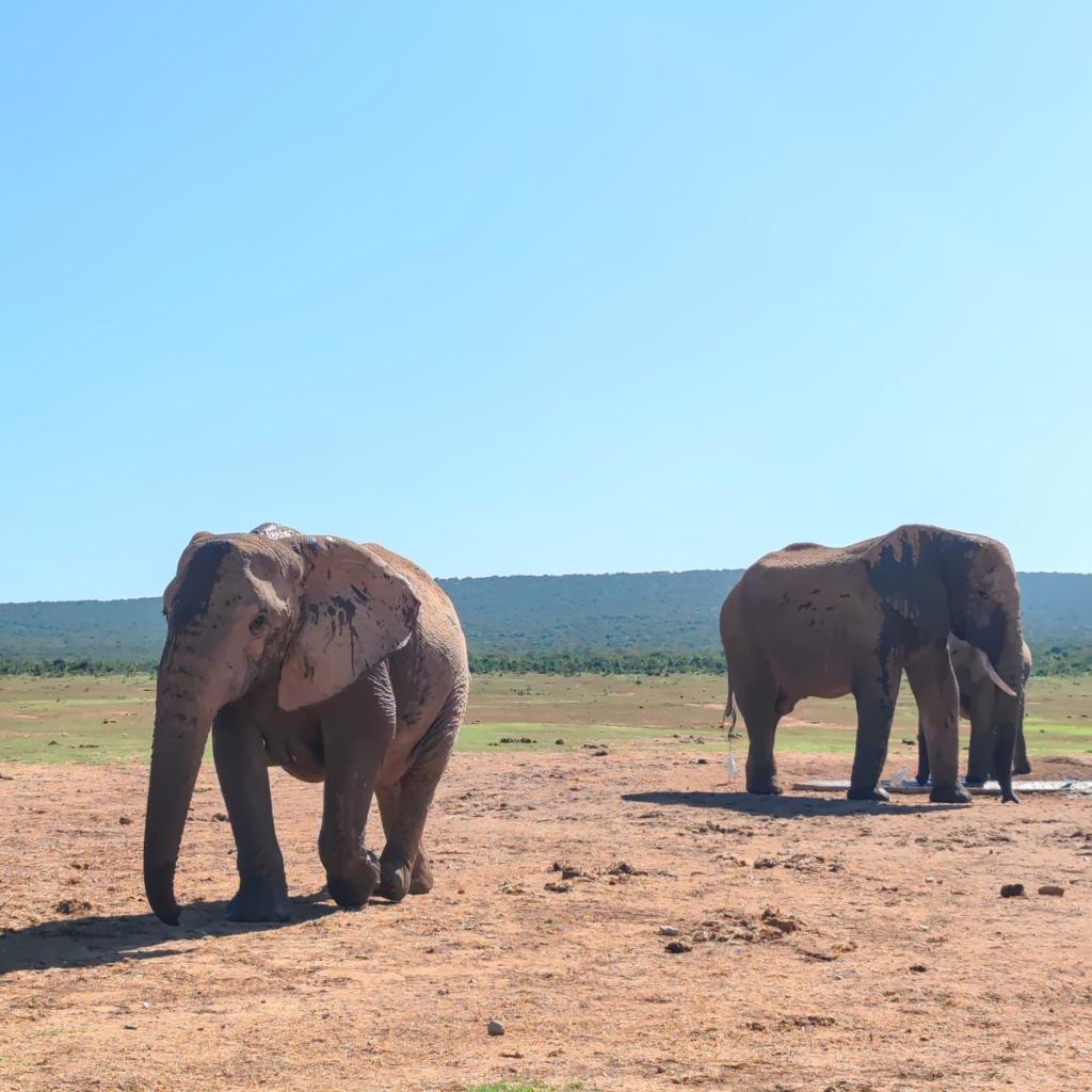 InTravel - Norsusafari Addon kansallispuistossa Etelä-Afrikassa Norsusafarilla Addossa | Addon kansallispuisto | Etelä-Afrikka | InTravel blogi