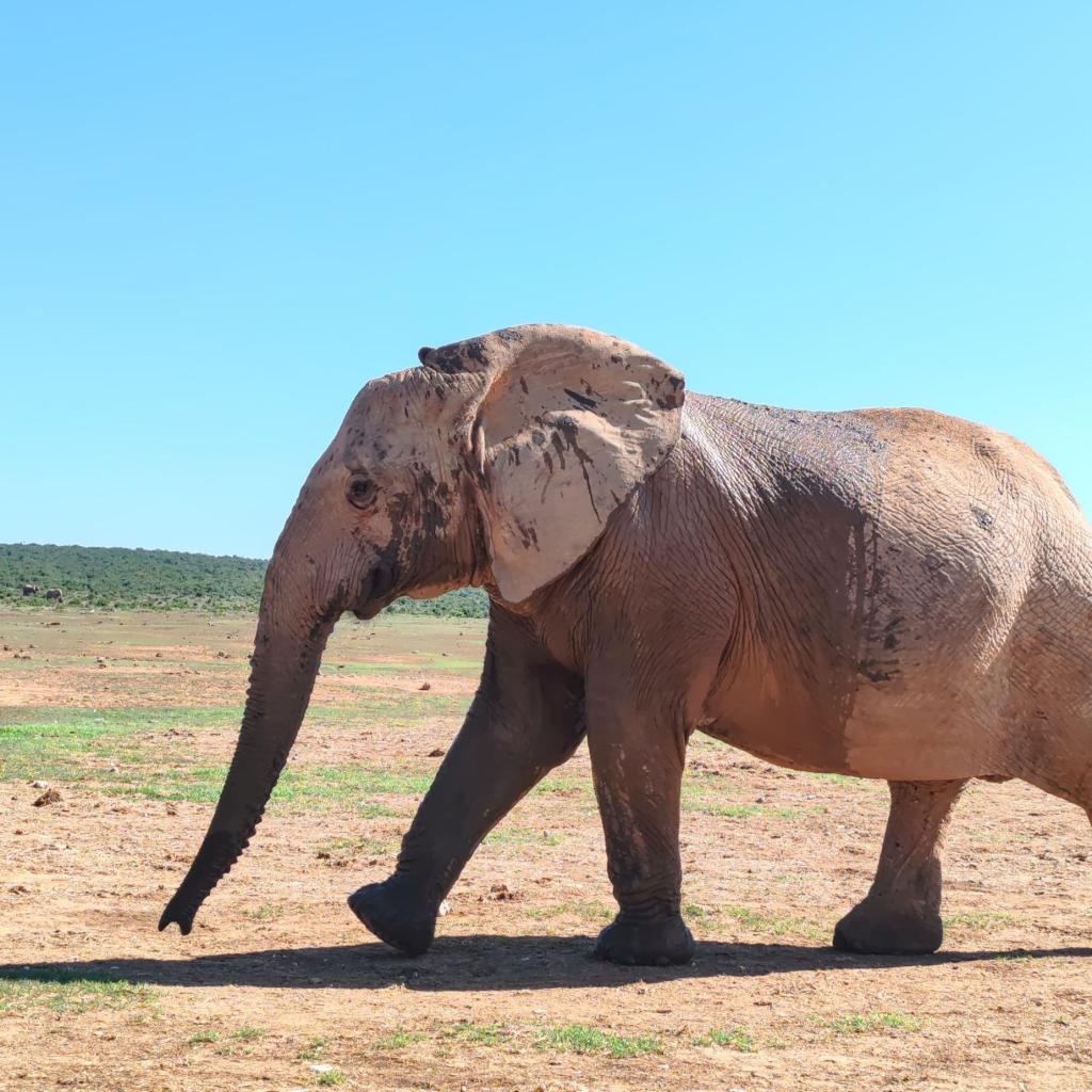 InTravel - Norsusafari Addon kansallispuistossa Etelä-Afrikassa Norsusafarilla Addossa | Addon kansallispuisto | Etelä-Afrikka | InTravel blogi