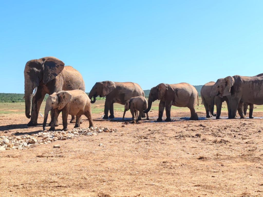 InTravel - Norsusafari Addon kansallispuistossa Etelä-Afrikassa Addon norsuja | Vuokra-autolla Etelä-Afrikassa | InTravel blogi