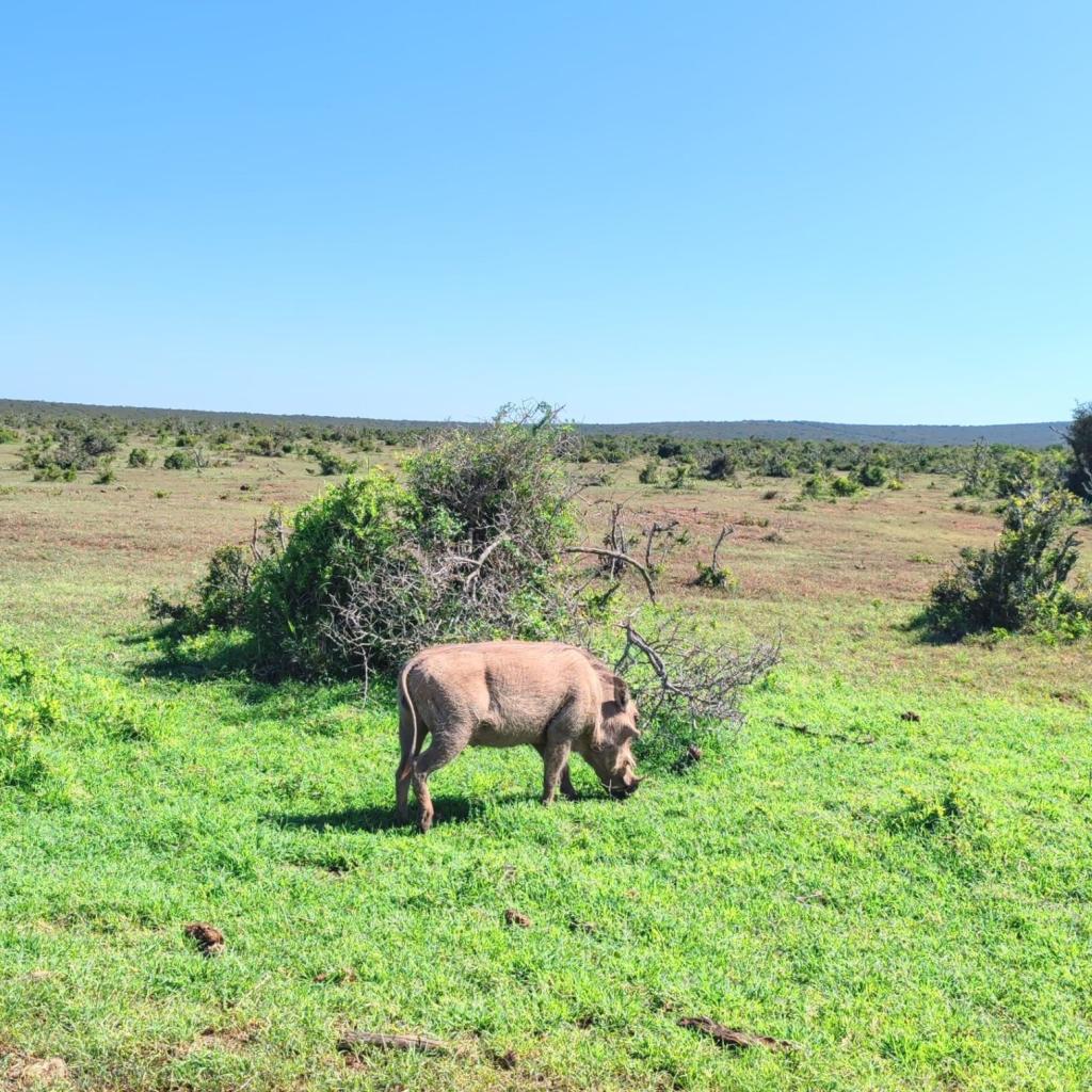 InTravel - Norsusafari Addon kansallispuistossa Etelä-Afrikassa Pahkasika | Norsusafarilla Addossa | Addon kansallispuisto | Etelä-Afrikka | InTravel blogi