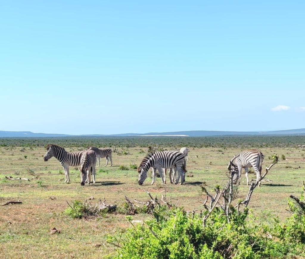 InTravel - Norsusafari Addon kansallispuistossa Etelä-Afrikassa Seeproja | Norsusafarilla Addossa | Addon kansallispuisto | Etelä-Afrikka | InTravel blogi