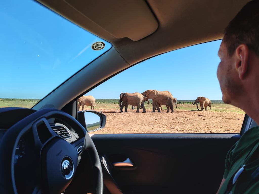 InTravel - Norsusafari Addon kansallispuistossa Etelä-Afrikassa Addo Elephant National Park | Vuokra-autolla Etelä-Afrikassa | InTravel blogi
