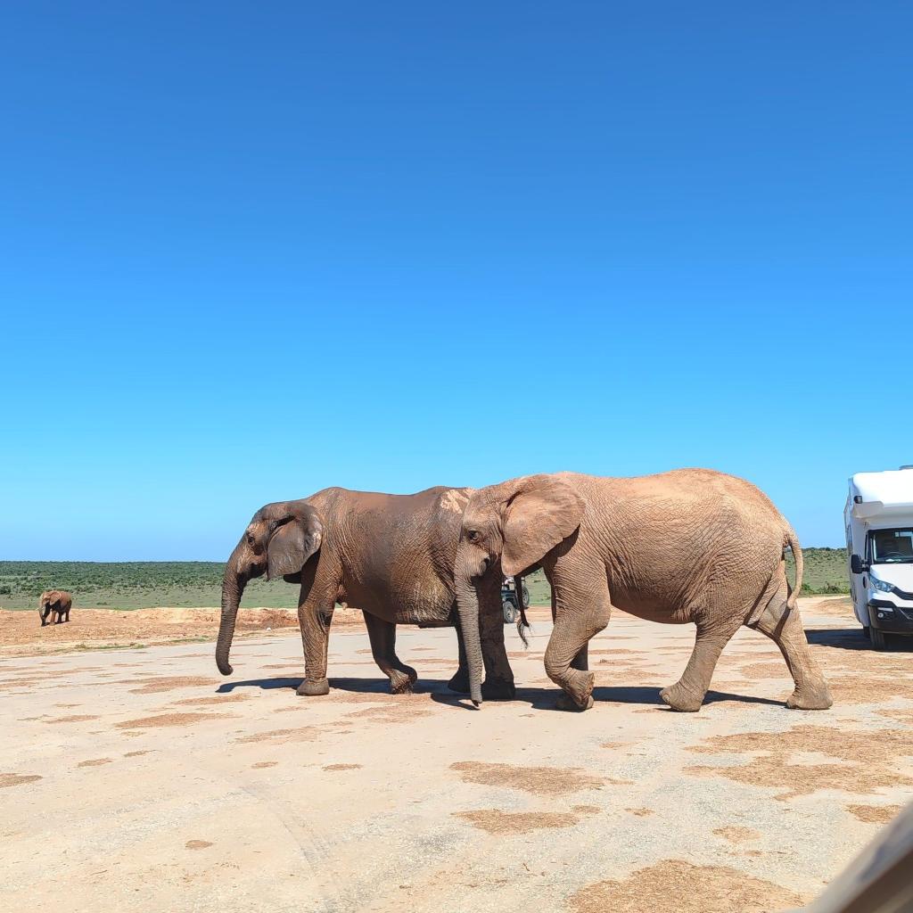 InTravel - Norsusafari Addon kansallispuistossa Etelä-Afrikassa Norsusafarilla Addossa | Addon kansallispuisto | Etelä-Afrikka | InTravel blogi