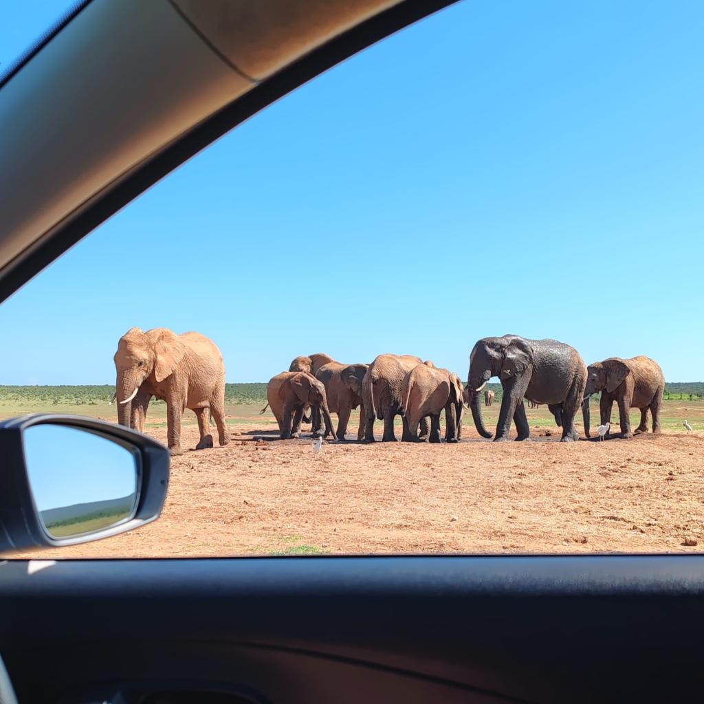 InTravel - Norsusafari Addon kansallispuistossa Etelä-Afrikassa Norsusafarilla Addossa | Addon kansallispuisto | Etelä-Afrikka | InTravel blogi
