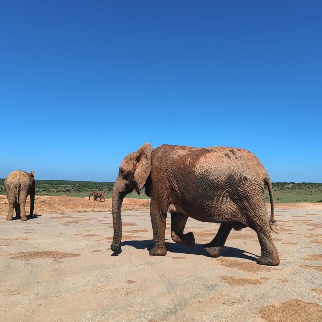 InTravel - Norsusafari Addon kansallispuistossa Etelä-Afrikassa Norsusafarilla Addossa | Addon kansallispuisto | Etelä-Afrikka | InTravel blogi