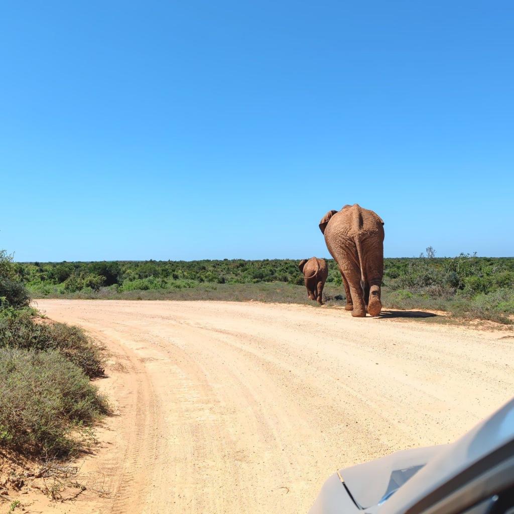 InTravel - Norsusafari Addon kansallispuistossa Etelä-Afrikassa Norsusafarilla Addossa | Addon kansallispuisto | Etelä-Afrikka | InTravel blogi