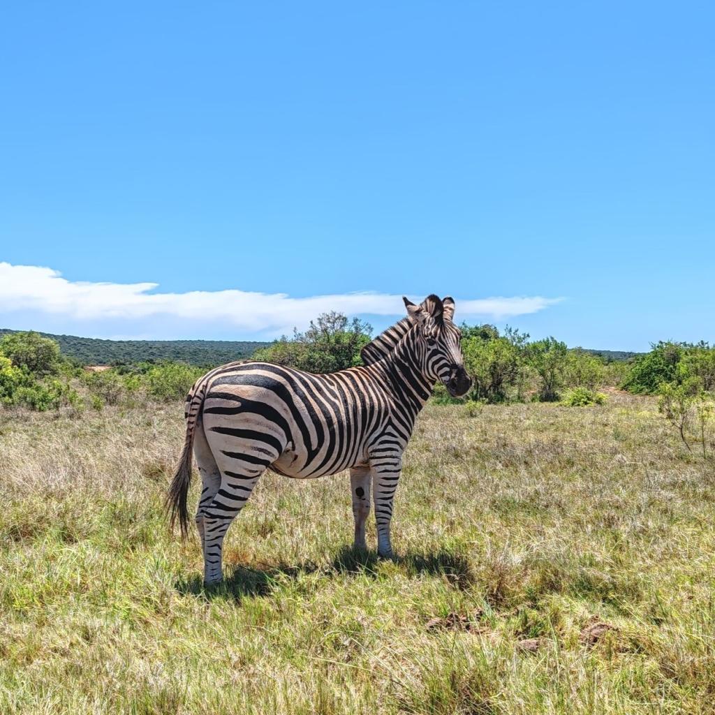 InTravel - Norsusafari Addon kansallispuistossa Etelä-Afrikassa Seepra | Norsusafarilla Addossa | Addon kansallispuisto | Etelä-Afrikka | InTravel blogi