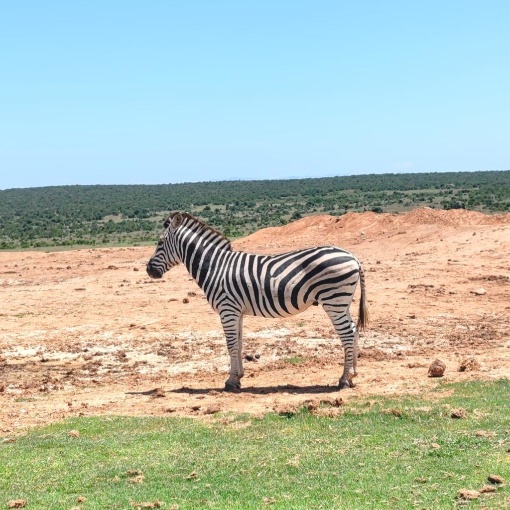 InTravel - Norsusafari Addon kansallispuistossa Etelä-Afrikassa Seepra | Norsusafarilla Addossa | Addon kansallispuisto | Etelä-Afrikka | InTravel blogi
