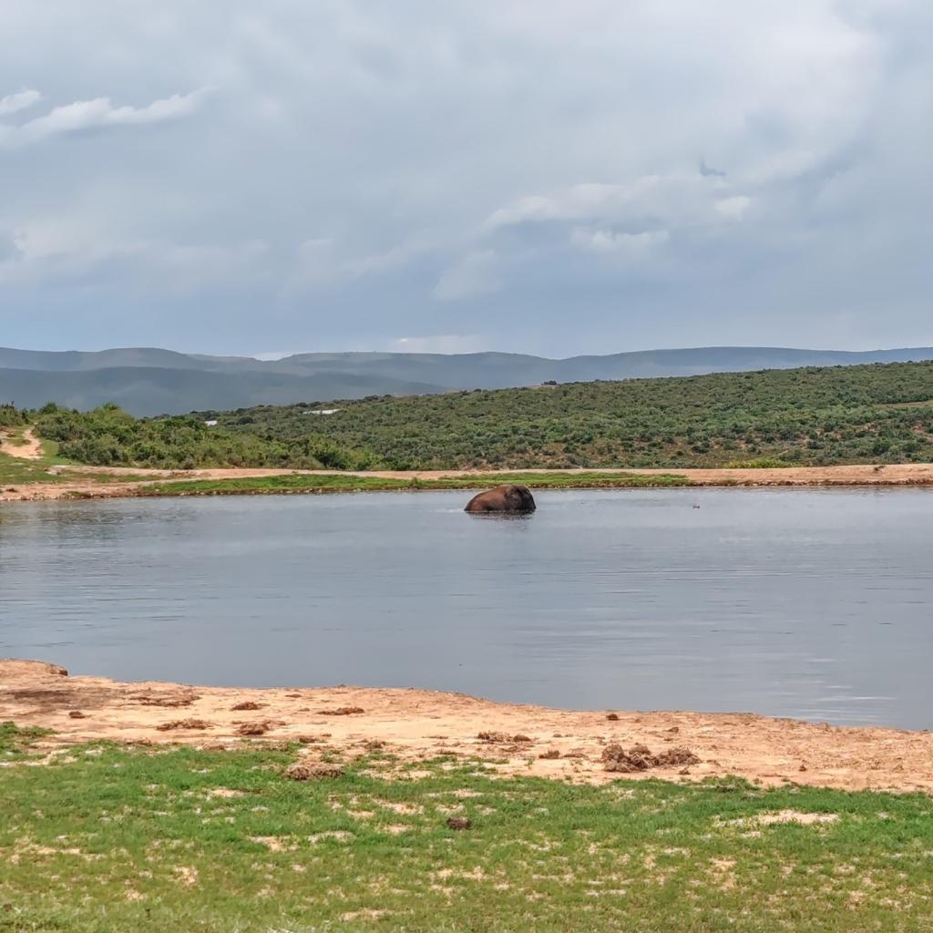 InTravel - Norsusafari Addon kansallispuistossa Etelä-Afrikassa Norsu kylpemässä | Norsusafarilla Addossa | Addon kansallispuisto | Etelä-Afrikka | InTravel blogi