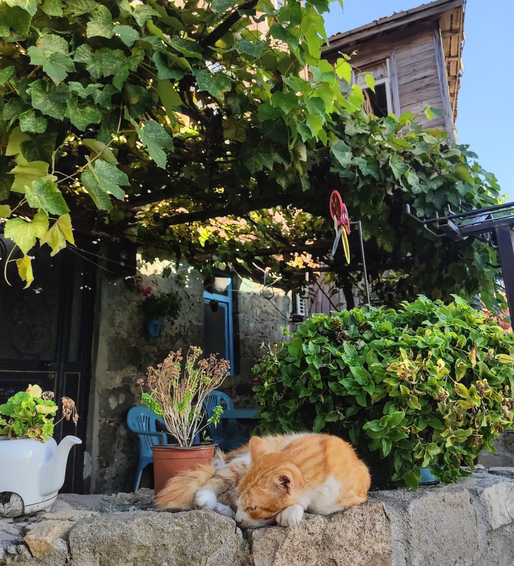 Kissa Amasran kujilla | Amasra, Turkki | InTravel blogi
