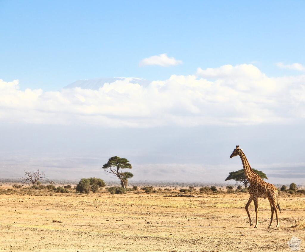 Kirahvi taustallaan Amboselin luminen huippu | Amboseli National Park Kenya | InTravel
