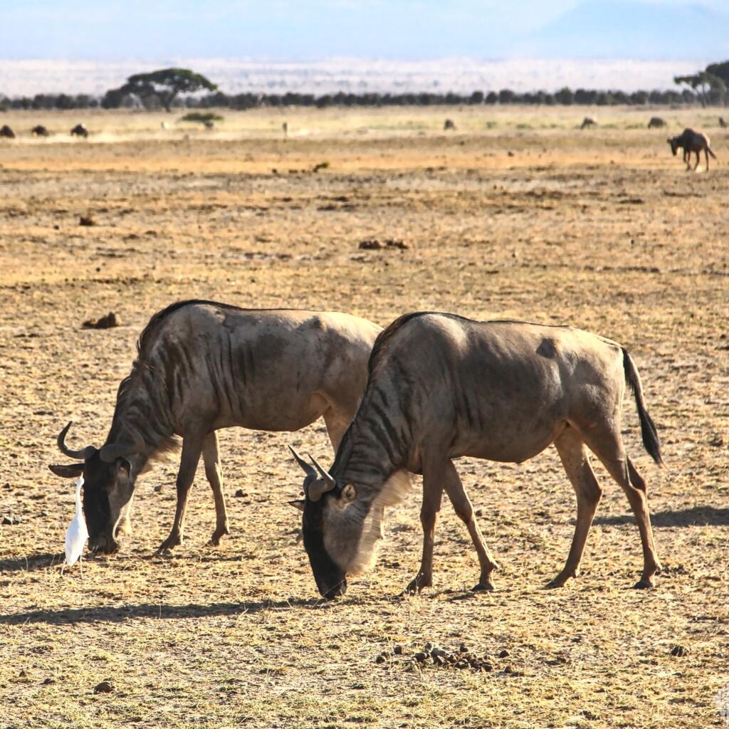 Kaksi juovagnuuta | Amboseli National Park Kenya | InTravel
