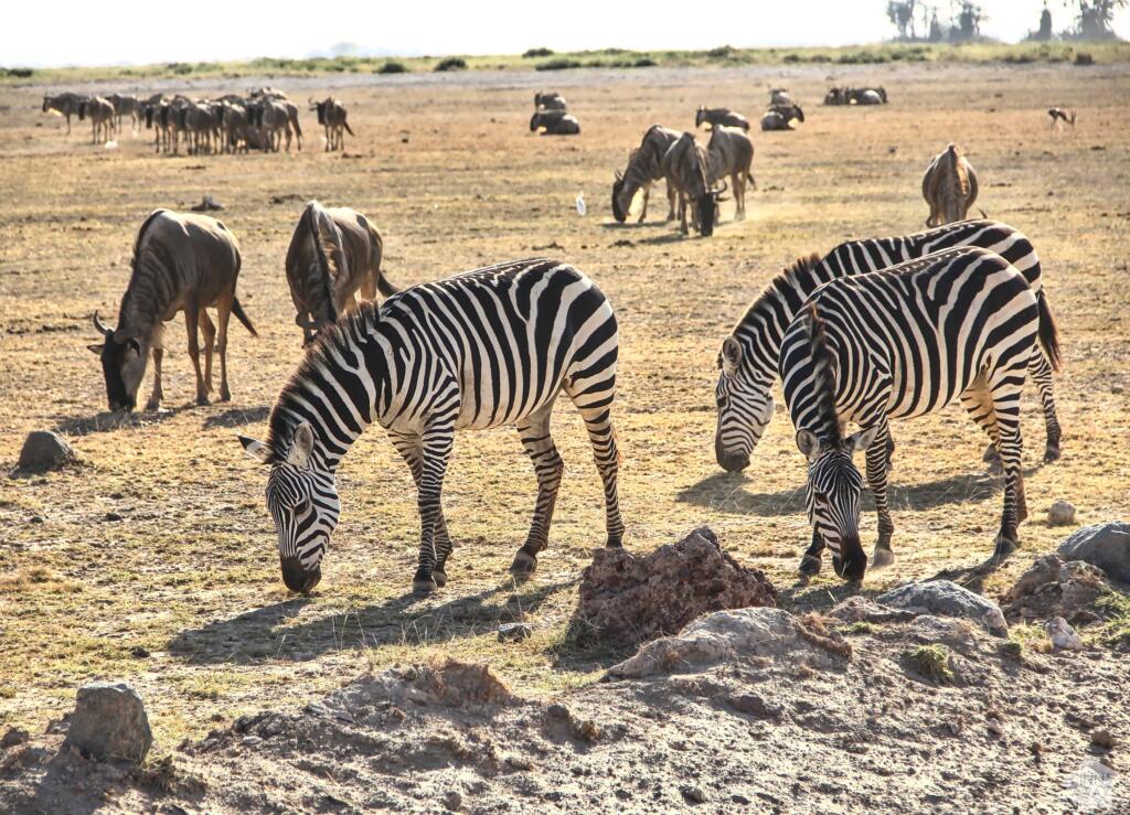Seeproja ja juovaguulauma | Amboseli National Park Kenya | InTravel
