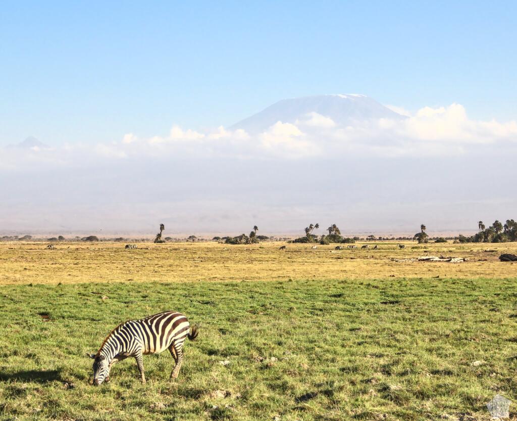Kilimanjaro ja seepra Amboselissa | Amboseli National Park Kenya | InTravel