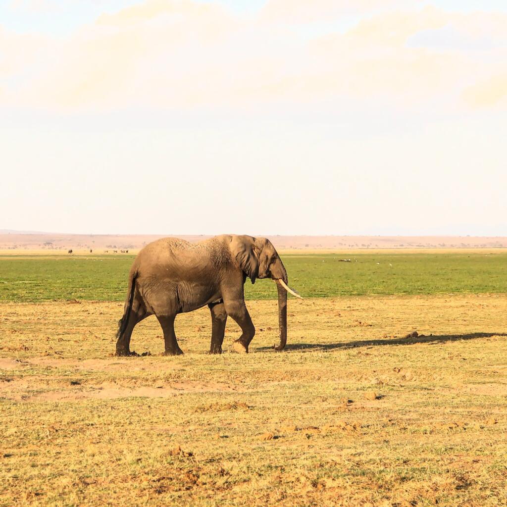 Norsu auringonlaskussa | Amboseli National Park Kenya | InTravel
