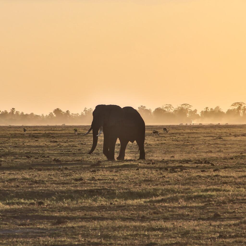 Norsu auringonlaskussa | Amboseli National Park Kenya | InTravel