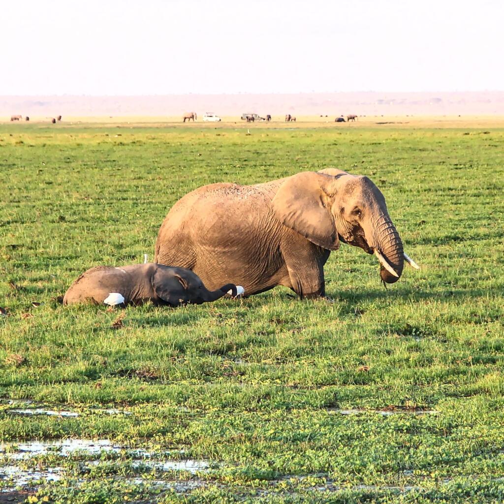 Norsuäiti ja lapsi ruokailemassa kosteikossa | Amboseli National Park Kenya | InTravel