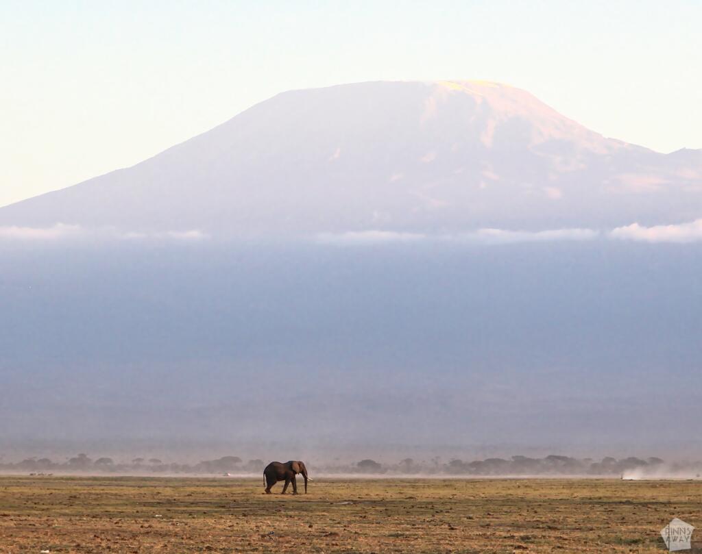 InTravel - Vuosikooste 2023 – seikkailuja Euroopassa ja Itä-Afrikassa Norsu taustallaan Kilimanjaro | Amboseli National Park Kenya | InTravel