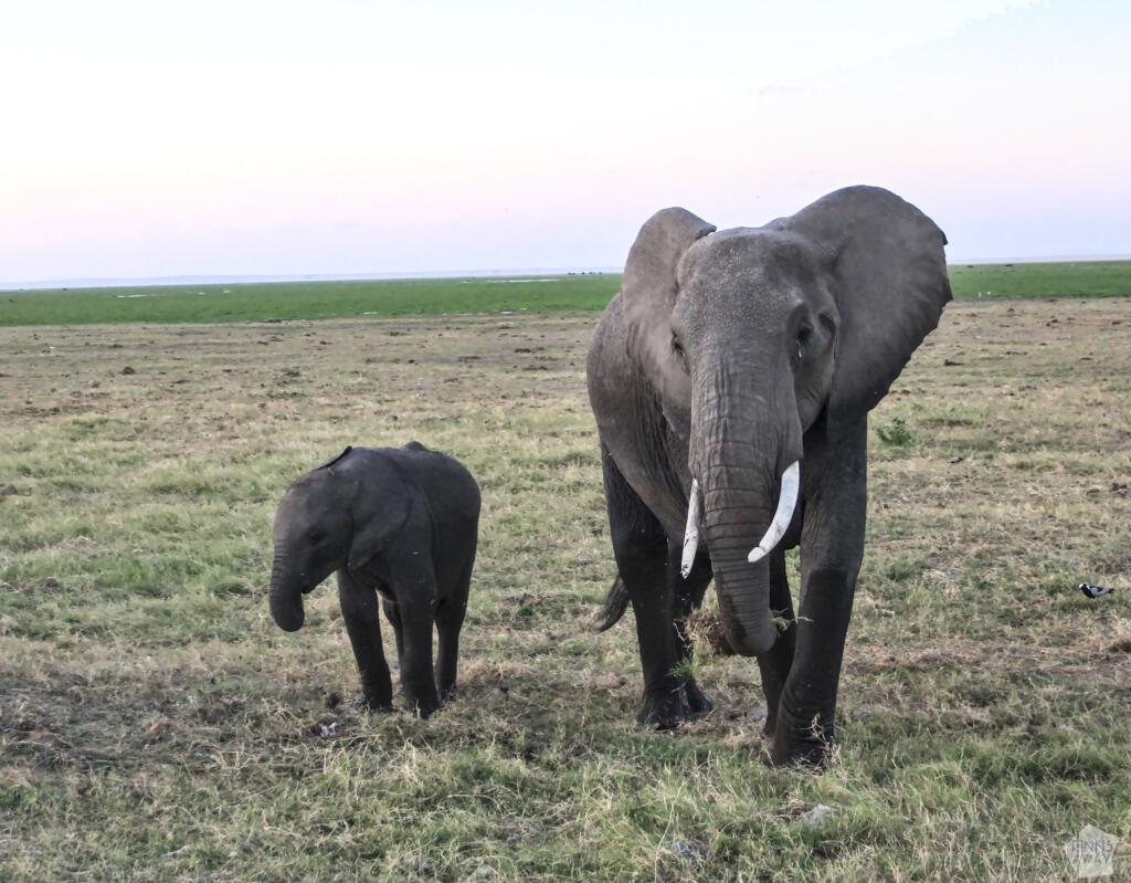 Norsuja Amboselin kansallispuistossa | Amboseli National Park Kenya | InTravel