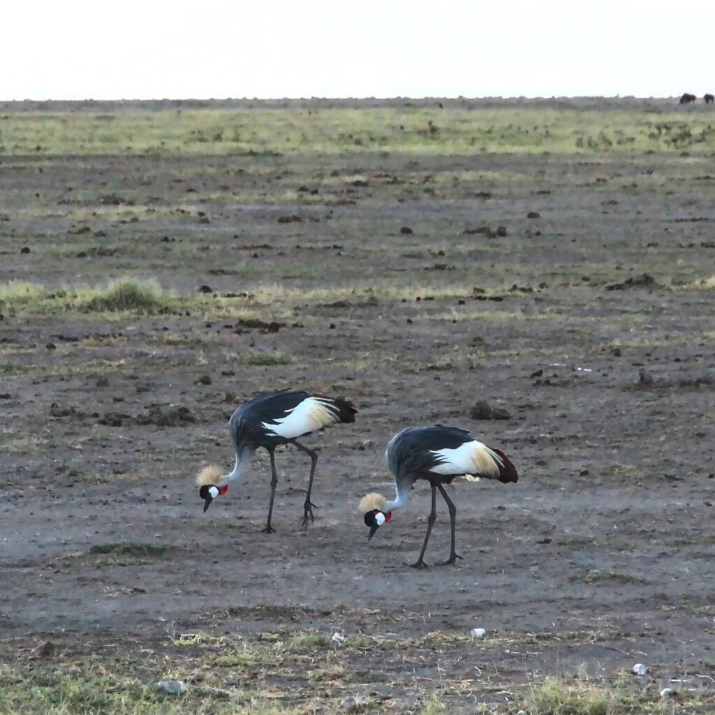 Kaksi etelänkruunukurkea | Amboseli National Park Kenya | InTravel