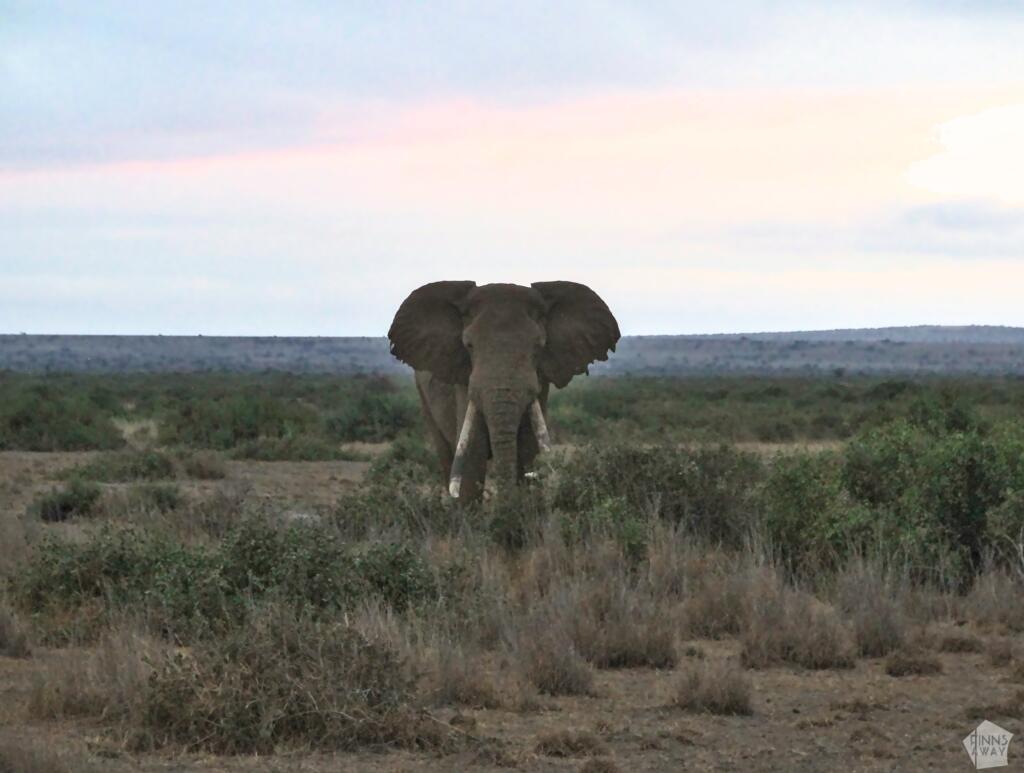 Suuri urosnorsu | Amboseli National Park Kenya | InTravel