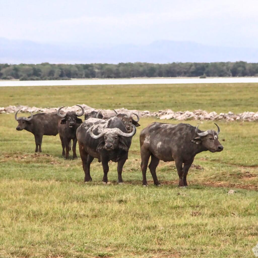 Kafferipuhveleita | Amboseli National Park Kenya | InTravel