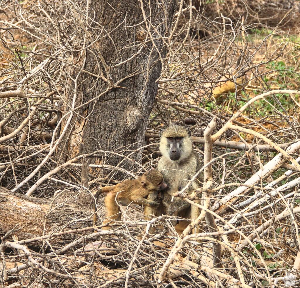 Paviaaniäiti lapsineen | Amboseli National Park Kenya | InTravel