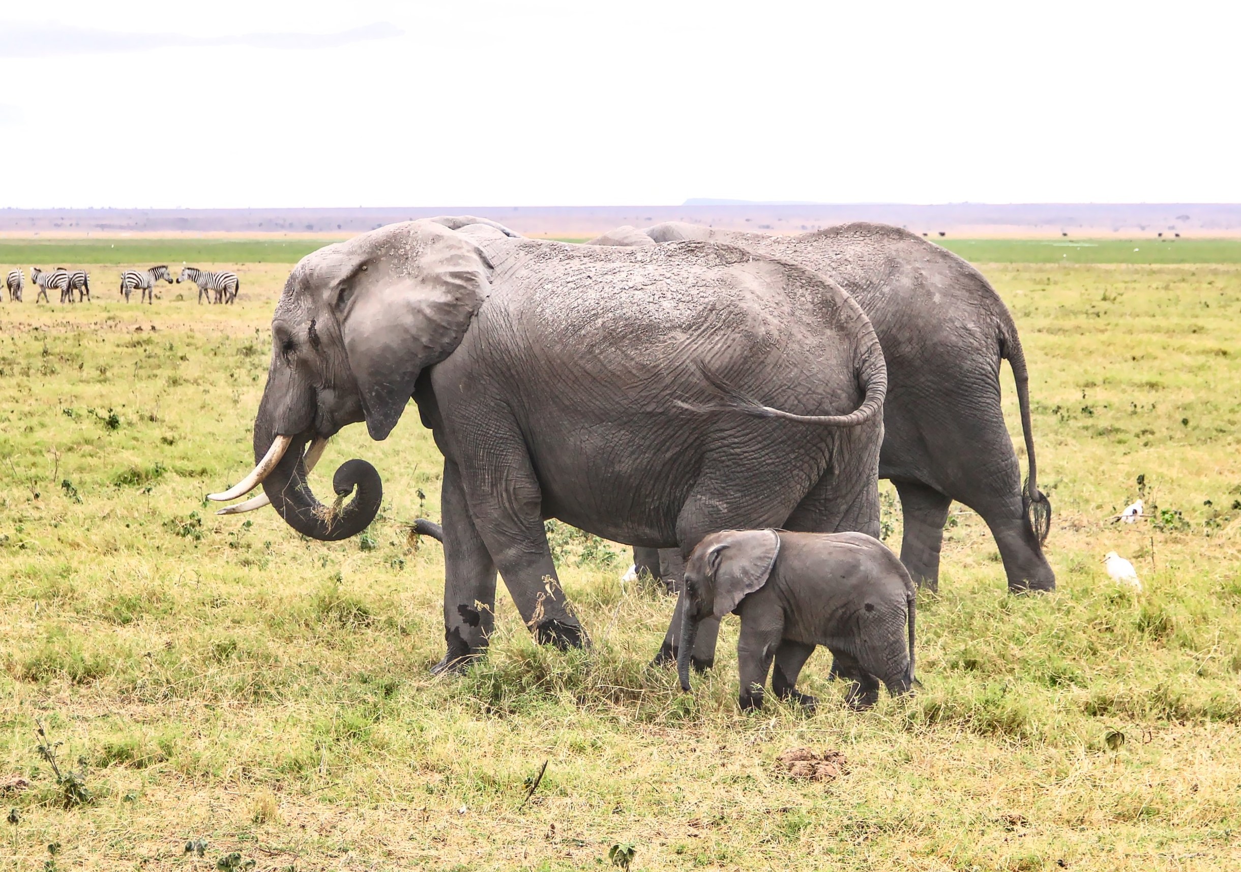 InTravel - Amboselin kansallispuisto on upea safarikohde Kilimanjaron juurella Norsuja ja seeproja Amboselissa | Amboseli National Park Kenya | InTravel