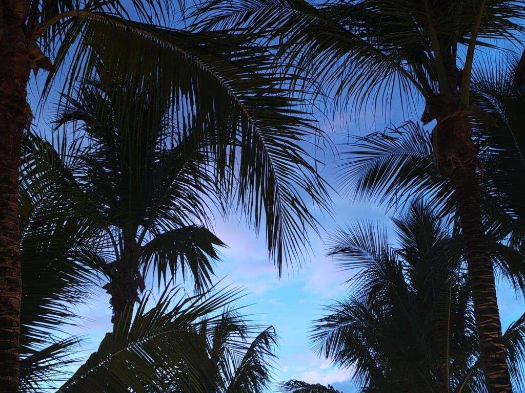 Auringonlaskun palmut, Dominicus | Dominikaaninen tasavalta | InTravel