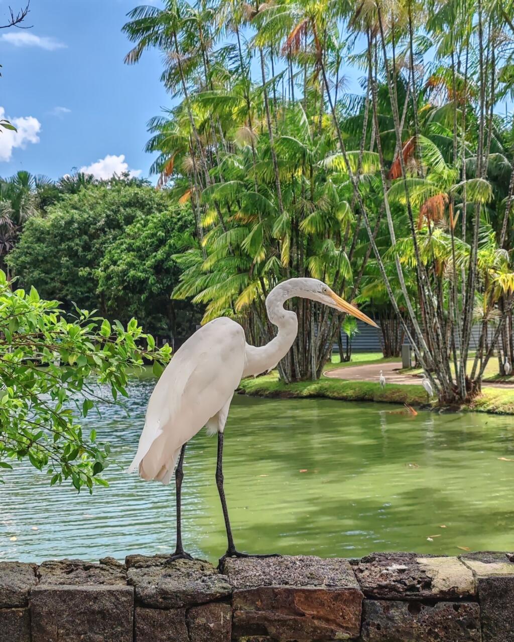 InTravel - Kaupunkikulttuuria, historiaa ja rantoja Brasilian Belémissä, Reficessa ja Salvadorissa Mangal das Garçasin ekopuisto, Belem | Brasilian Belém, Refice ja Salvador | InTravel blogi