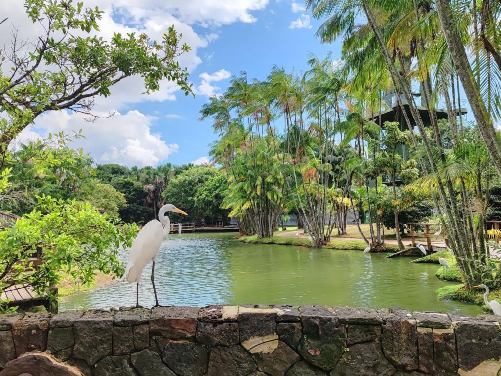 InTravel - Kaupunkikulttuuria, historiaa ja rantoja Brasilian Belémissä, Reficessa ja Salvadorissa Mangal das Garçasin ekopuisto, Belem | Brasilian Belém, Refice ja Salvador | InTravel blogi
