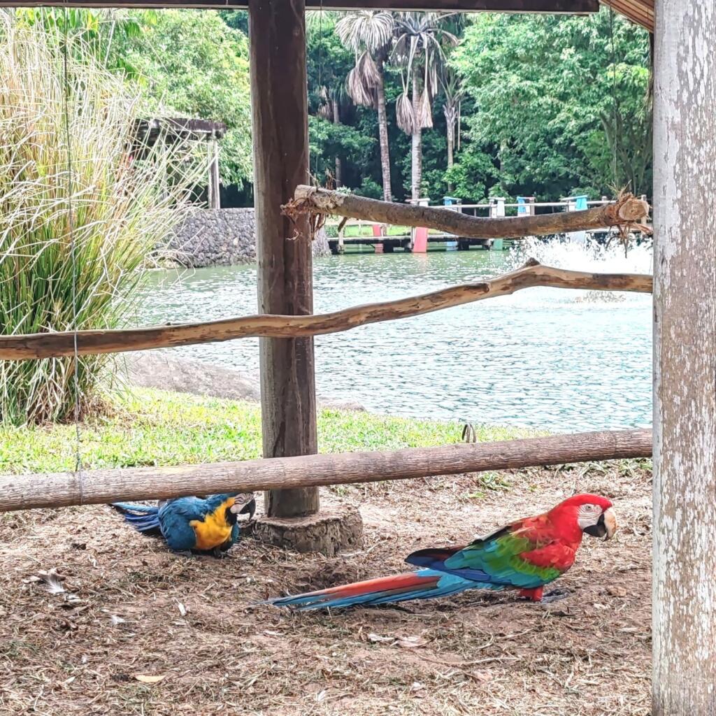 InTravel - Kaupunkikulttuuria, historiaa ja rantoja Brasilian Belémissä, Reficessa ja Salvadorissa Papukaijoja Mangal das Garçasin ekopuistossa, Belem | Brasilian Belém, Refice ja Salvador | InTravel blogi