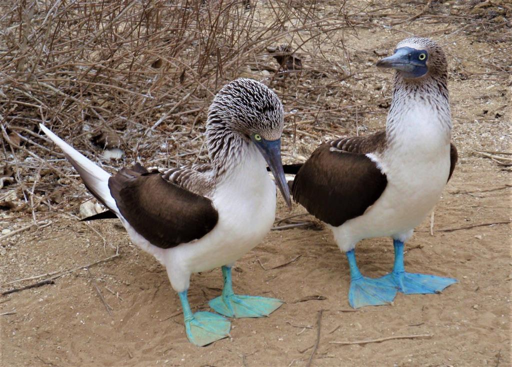 InTravel - InTravel: mistä kaikki alkoi? Blue-footed boobies in Ecuador | InTravel: mistä kaikki alkoi? | InTravel blogi
