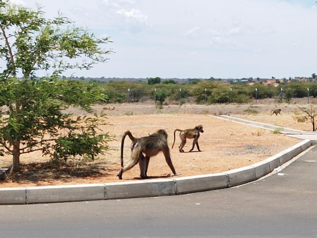 Paviaaneja Botswanan rajalla | Venesafari Chobe-joella Botswanassa | InTravel