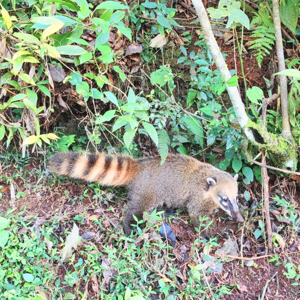 InTravel - Tyrmäävän upeat Iguassun putoukset Brasilian ja Argentiinan rajalla Nenäkarhu (koati) Iguassun putouksilla | Iguassun putoukset Brasilian ja Argentiinan rajalla | InTravel blogi