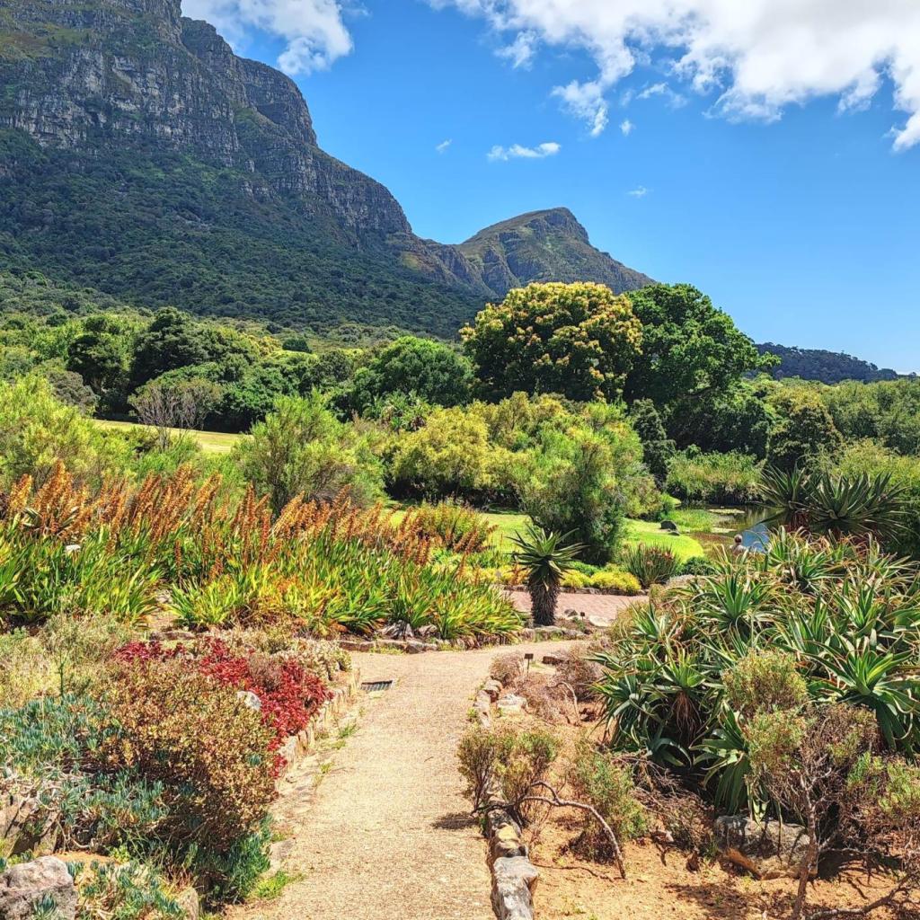 Kirstenboschin kasvitieteellinen puutarha | Kapkaupunki on Etelä-Afrikan kaunein kaupunkikohde | InTravel blogi