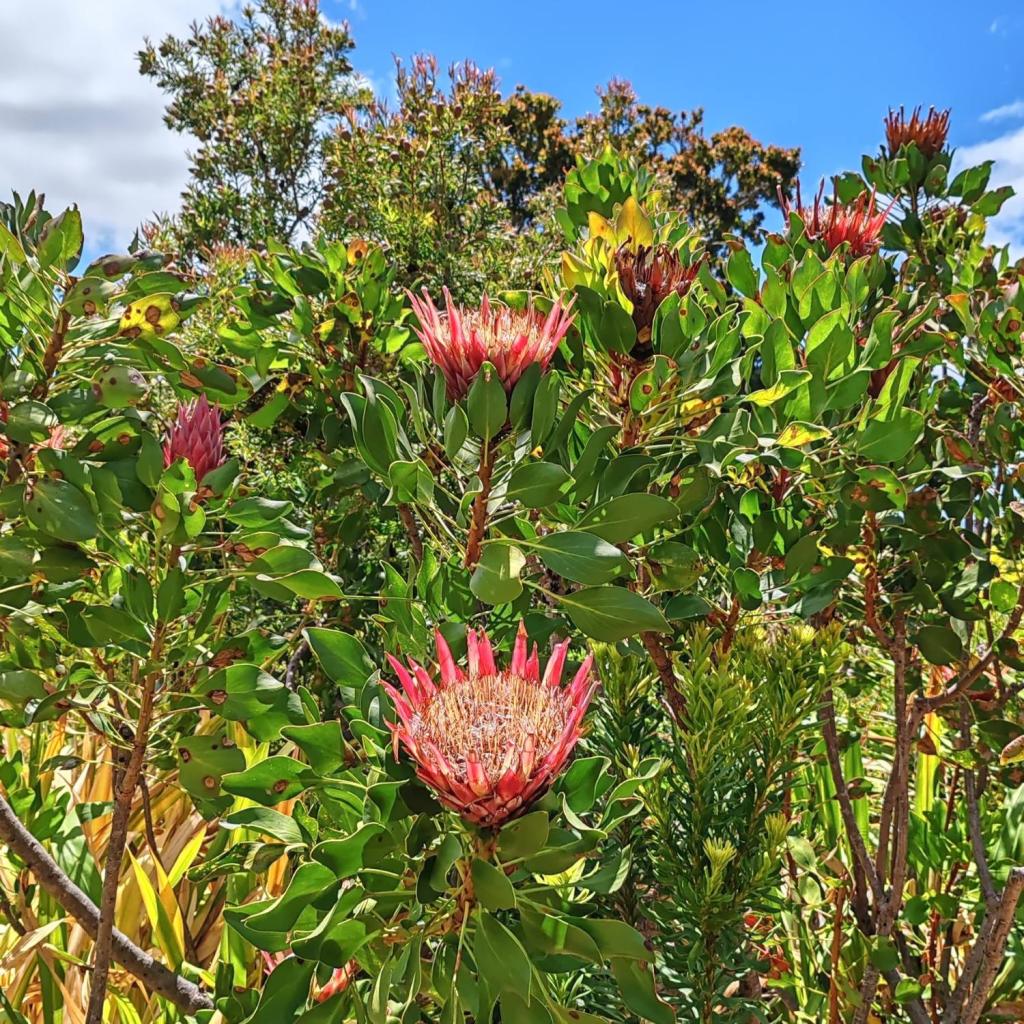 Kuningasprotea, Kirstenboschin kasvitieteellinen puutarha | Kapkaupunki on Etelä-Afrikan kaunein kaupunkikohde | InTravel blogi