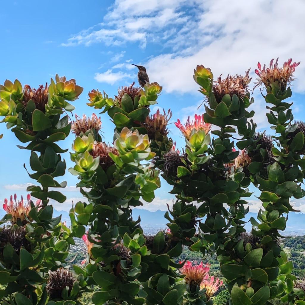 Kirstenboschin kasvitieteellinen puutarha | Kapkaupunki on Etelä-Afrikan kaunein kaupunkikohde | InTravel blogi