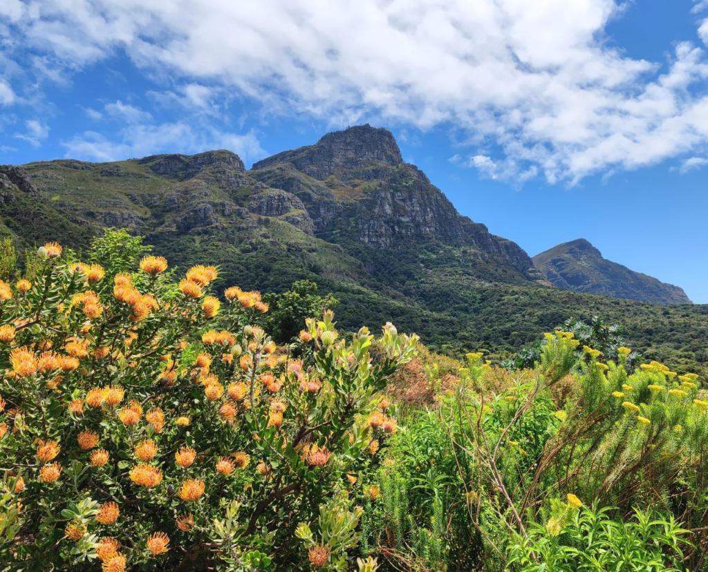 Kirstenboschin kasvitieteellinen puutarha ja maisema Pöytävuorelle | Kapkaupunki on Etelä-Afrikan kaunein kaupunkikohde | InTravel blogi