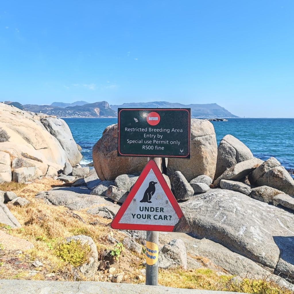 Pingviinivaara, Boulders Beach | Kapkaupunki on Etelä-Afrikan kaunein kaupunkikohde | InTravel blogi