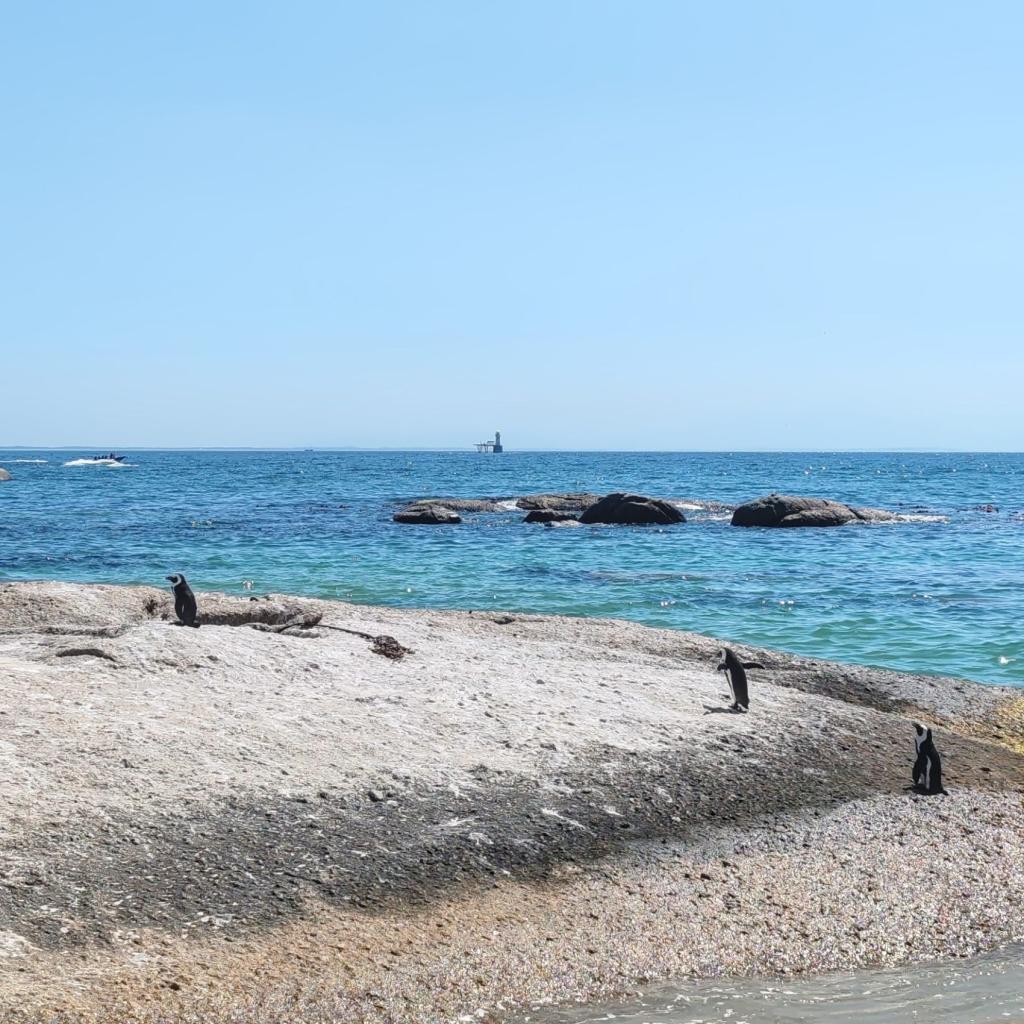 Afrikanpingviini Water's Edge Beachilla | Kapkaupunki on Etelä-Afrikan kaunein kaupunkikohde | InTravel blogi