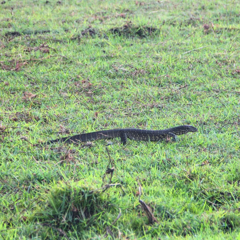 Niilin monitorilisko | Venesafari Chobe-joella Botswanassa | InTravel