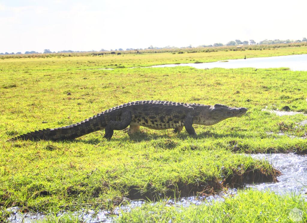 Niilin krokotiili saaressa | Venesafari Chobe-joella Botswanassa | InTravel