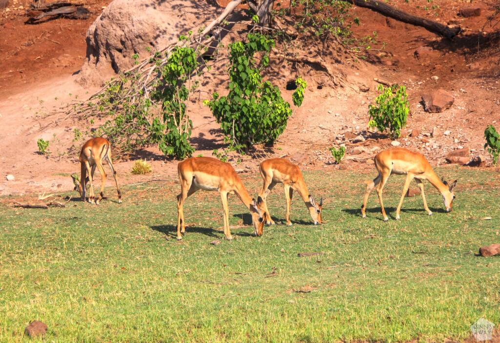 Impala-antillooppeja | Venesafari Chobe-joella Botswanassa | InTravel