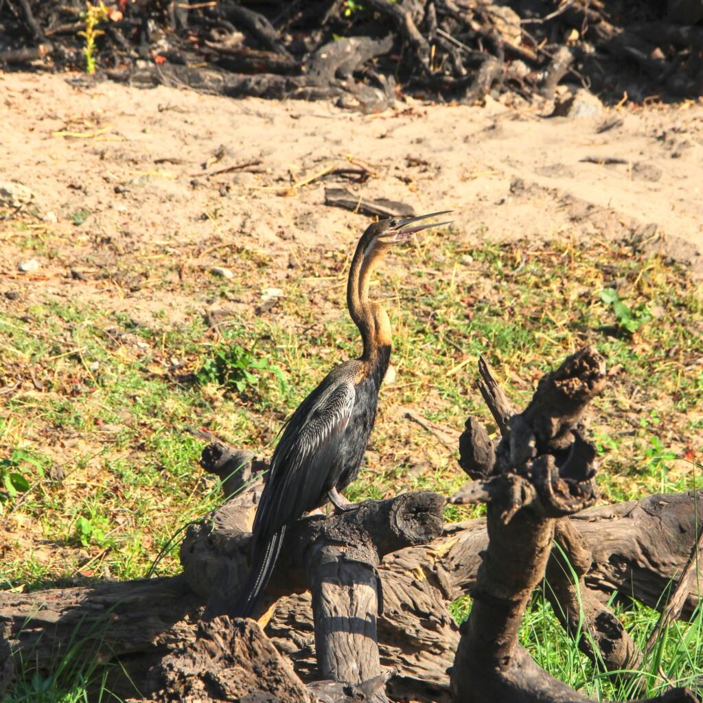 Pronssi-iibis | Venesafari Chobe-joella Botswanassa | InTravel
